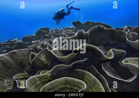 Kleine Polypen Steinkorallen (Montipora mactanensis), mit Taucher, Wakatobi Dive Resort, Sulawesi, Indonesien Stockfoto