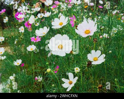 Schöne Kosmos Blumen blühen im Garten. Bunte Kosmos Blumen im Frühling. COSMOS Blumen auf der Farm bei Sonnenaufgang am Morgen. COSMOS sind annua Stockfoto