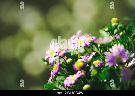 Nahaufnahme von lila Gänseblümchen, die auf einem Feld wachsen. Wunderschöner blühender Busch von Osteospermum. Das magentafarbene Blütenblatt blüht in geringer Tiefe von Stockfoto