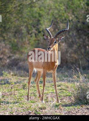 Impala (Aepyceros melampus), Bock, schwarze fersenantilope, Kruger-Nationalpark, Südafrika Stockfoto
