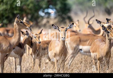 Herde von Impala (Aepyceros melampus) in hohem Gras, schwarze heeler Antilope, Kruger-Nationalpark, Südafrika Stockfoto