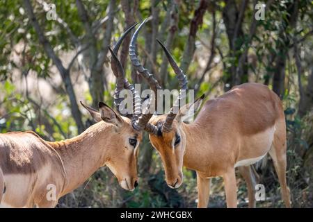 Impala (Aepyceros melampus), schwarze heeler Antilope, zwei Männer kämpfen, Kruger Nationalpark, Südafrika Stockfoto