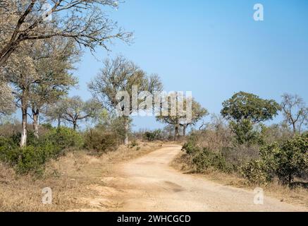 Unbefestigte Straße in der afrikanischen Savanne mit Bäumen, Kruger-Nationalpark, Südafrika Stockfoto