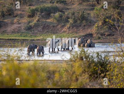 Afrikanischer Elefant (Loxodonta africana), Gruppe, die einen Fluss überquert, Sabie River, im Abendlicht, Kruger-Nationalpark, Südafrika Stockfoto