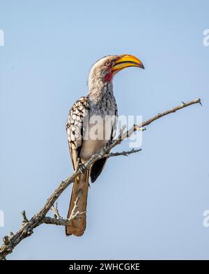 Rotringschnabel (Tockus leucomelas), der auf einem Ast vor einem blauen Himmel sitzt, Kruger-Nationalpark, Südafrika Stockfoto