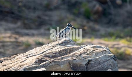 rattenvogel (Ceryle rudis) auf einem Felsen, Kruger-Nationalpark, Südafrika Stockfoto