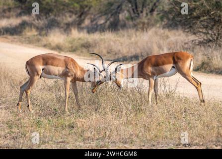Impala (Aepyceros melampus), schwarze heeler Antilope, zwei Männer kämpfen, Kruger Nationalpark, Südafrika Stockfoto