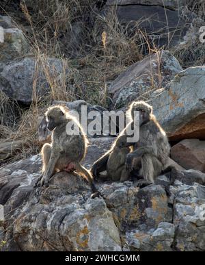 Chacma-Paviane (Papio ursinus), Mutter, die jung säugt, auf Steinen sitzend, Kruger-Nationalpark, Südafrika Stockfoto