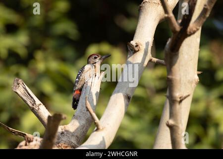 Fulvous-breasted Woodpecker, Dendrocopos macei, männlich, Uttarakhand, Indien Stockfoto