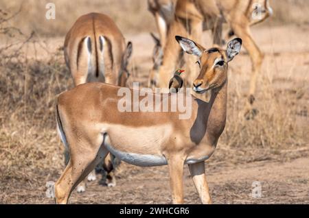 Impala (Aepyceros melampus) mit Rotschnabeloxspecht (Buphagus erythrorynchus), schwarzer heeler Antilope, Kruger-Nationalpark, Südafrika Stockfoto