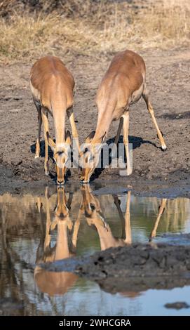 Zwei Impalas (Aepyceros melampus) trinken an einem natürlichen Wasserloch, weiblich, Köpfe nah beieinander, Black Heeler Antilope, Kruger Nationalpark, Süden Stockfoto