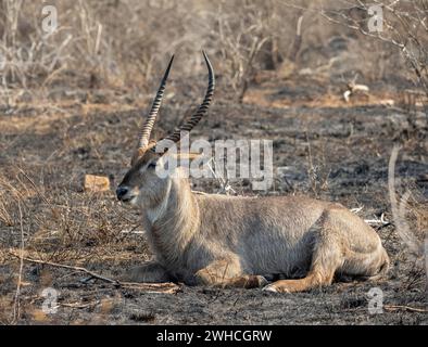 Ellipsen Waterbock (Kobus ellipsiprymnus), erwachsener Mann, sitzend in einer trockenen Savanne, Kruger-Nationalpark, Südafrika Stockfoto