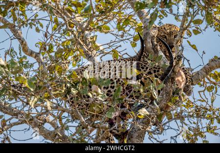 Leopard (Panthera pardus) mit einem Schuss Impala-Bock in einem Baum, Erwachsener, Kruger-Nationalpark, Südafrika Stockfoto