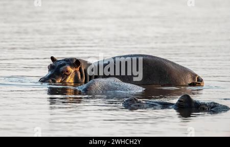 Hippopotamus (Hippopatamus amphibius), Erwachsene, im Wasser bei Sonnenaufgang, Sunset Dam Kruger National Park, Südafrika Stockfoto