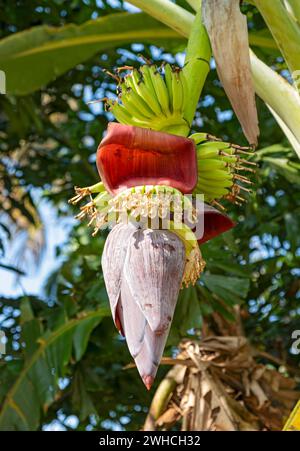 Eine Nahaufnahme eines Bananenbaums in der Blüte, Kerala, Indien Stockfoto