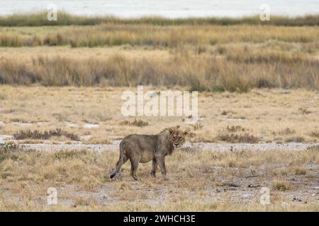 Löwe (Panthera leo) Jungtier, der durch das Gras läuft, Etosha Nationalpark, Namibia Stockfoto