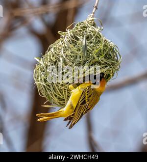 Südlicher Maskenweber (Ploceus velatus), der auf einem Webervogelnest sitzt, Etosha-Nationalpark, Namibia Stockfoto