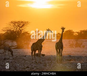 Angolanische Giraffe (Giraffa giraffa angolensis), zwei Giraffen im Hintergrund bei Sonnenuntergang, atmosphärischer Sonnenuntergang, Okaukuejo Wasserloch, Etosha Nationalpark Stockfoto