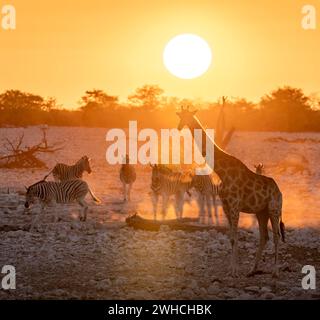 Angolanische Giraffe (Giraffa giraffa angolensis) und Flachzebras (Equus quagga), Hintergrundbeleuchtung bei Sonnenuntergang, atmosphärischer Sonnenuntergang, Okaukuejo Wasserloch, Etosha Stockfoto