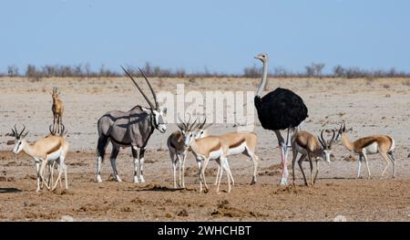 Gruppe verschiedener Tiere am Wasserloch, Gemsbok (Oryx gazella), Springbok (Antidorcas marsupialis) und afrikanischer Strauß (Struthio camelus) Stockfoto