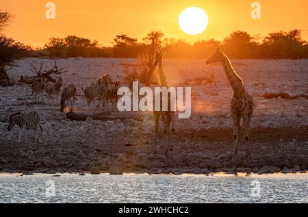 Angolanische Giraffen (Giraffa giraffa angolensis) und Flachzebras (Equus quagga), bei Sonnenuntergang hinterleuchtet, atmosphärischer Sonnenuntergang, Okaukuejo Wasserloch, Etosha Stockfoto