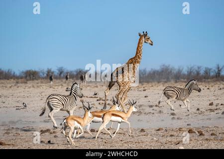 Gruppe von Tieren, die vor Angst davonlaufen, Springböcke (Antidorcas marsupialis), Flachzebras (Equus quagga) und eine angolanische Giraffe (Giraffa) Stockfoto