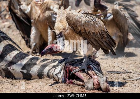 Weißgeier (Gyps africanus) mit blutigem Kopf, der auf dem Kopf eines toten Flachzebras sitzt (Equus quagga), Geier, die sich vom Kadaver ernähren Stockfoto