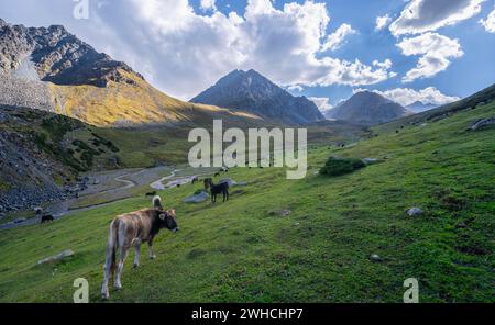 Herde von Kühen, die auf einer Bergwiese weiden, Bergbach in einem Hochtal, Keldike Valley auf dem Weg zum Ala Kul Pass, Tien Shan Mountains Stockfoto