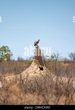 Weißgeier (Gyps africanus) auf einem Termitenhügel im Etosha-Nationalpark, Namibia Stockfoto