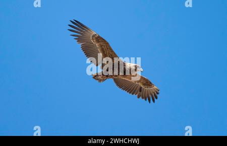 Bateleur (Terathopius ecaudatus), Jugendlicher im Flug gegen einen blauen Himmel, Etosha Nationalpark, Namibia Stockfoto
