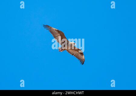 Bateleur (Terathopius ecaudatus), Jugendlicher im Flug gegen einen blauen Himmel, Etosha Nationalpark, Namibia Stockfoto