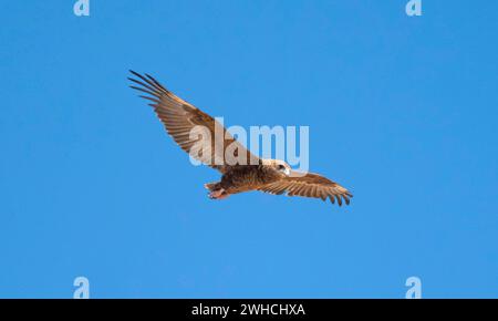 Bateleur (Terathopius ecaudatus), Jugendlicher im Flug gegen einen blauen Himmel, Etosha Nationalpark, Namibia Stockfoto