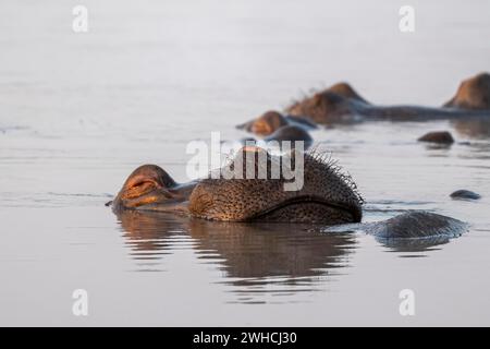 Schlafendes Nilpferd (Hippopatamus amphibius) im Wasser mit Reflexion, Erwachsener, Tierporträt, dehnende Nase aus dem Wasser, Sunset Dam, Kruger Stockfoto