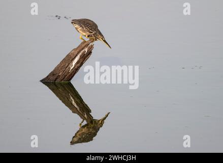 Mangrovenreiher (Butorides striata atricapilla), sitzt auf einem Baumstumpf im Wasser und lauert auf Beute, Reflexion, Krüger-Nationalpark, Süden Stockfoto