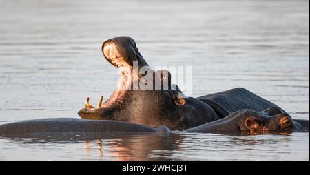 Flusspferde (Hippopatamus amphibius) Gähnen, im Wasser bei Sonnenuntergang, Erwachsener, mit Zähnen mit weit geöffnetem Mund, Sabie River, Krüger National Park Stockfoto