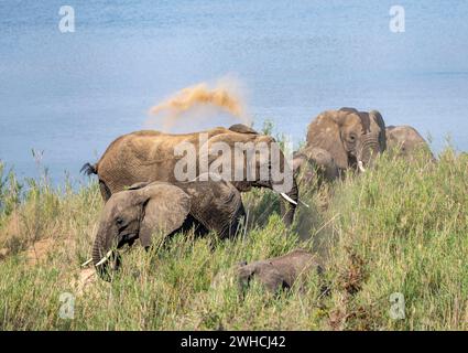 Afrikanische Elefanten (Loxodonta africana), am Ufer des Sabie River, beim Staubbad, Kruger-Nationalpark, Südafrika Stockfoto