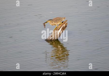 Mangrovenreiher (Butorides striata atricapilla), sitzt auf einem Baumstumpf im Wasser mit Beute im Schnabel, fängt einen kleinen Frosch, Reflexion, Kruger Stockfoto