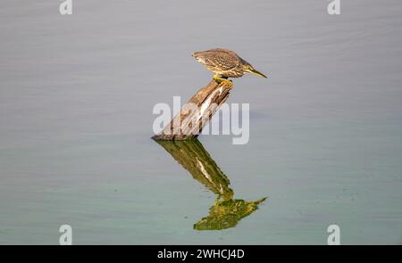 Mangrovenreiher (Butorides striata atricapilla), sitzt auf einem Baumstumpf im Wasser und lauert auf Beute, Reflexion, Krüger-Nationalpark, Süden Stockfoto