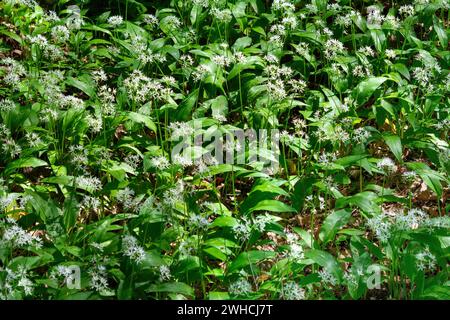 Ein dichtes Stück wildem Knoblauch mit seinen charakteristischen weißen Blüten und üppigen grünen Blättern bedeckt den Waldboden und entfaltet sein unverwechselbares Aroma Stockfoto