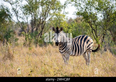 Plains Zebra (Equus quagga) in trockenem Gras, ausgewachsene Männchen, afrikanische Savanne, Kruger-Nationalpark, Südafrika Stockfoto