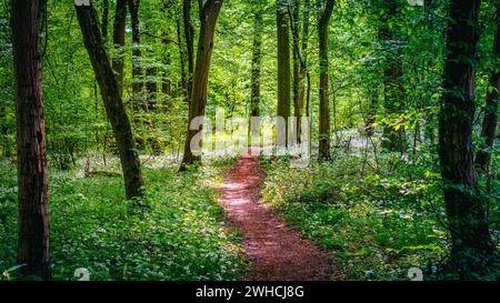 Ein ruhiger Waldweg schlängelt sich durch hohe Bäume und einen Teppich aus weißen Wildblumen, getaucht in das Licht eines ruhigen Waldes. Stockfoto