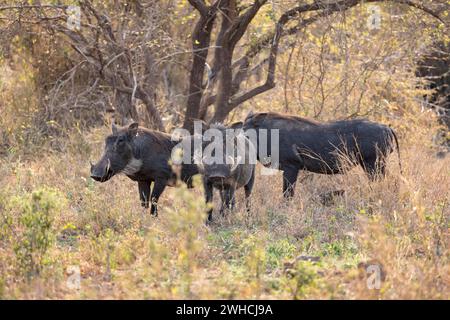 Gewöhnliches Warzenschwein (Phacochoerus africanus), drei Warzenschweine in hohem trockenem Gras, Kruger-Nationalpark, Südafrika Stockfoto