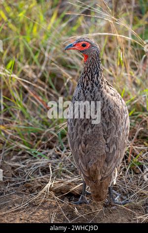 Swainsons Vogel (Pternistis swainsonii) im Gras im Kruger-Nationalpark Stockfoto