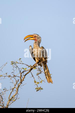 Rotringschnabel (Tockus leucomelas), der auf einem Ast vor blauem Himmel sitzt, mit offenem Schnabel, Kruger-Nationalpark, Südafrika Stockfoto