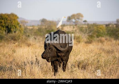 Rinderreiher (Bubulcus ibis) auf dem Rücken eines afrikanischen Büffels (Syncerus Caffer Caffer Caffer), stehend im trockenen Gras, afrikanische Savanne, lustig Stockfoto