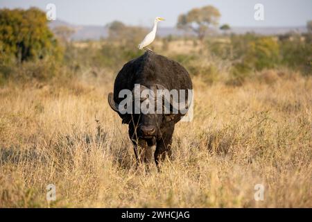 Rinderreiher (Bubulcus ibis) auf dem Rücken eines afrikanischen Büffels (Syncerus Caffer Caffer Caffer), Stier im trockenen Gras, afrikanische Savanne, lustig Stockfoto
