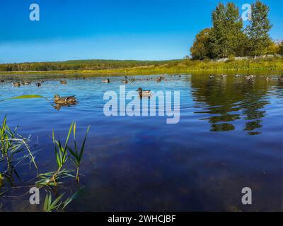 Schwimmende Enten, Sommerlandschaft am Fluss, viel Grün und Bäume Stockfoto