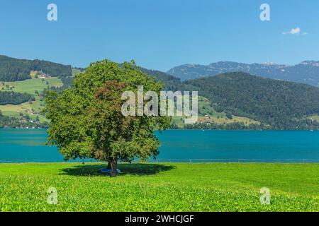 Vierwaldstättersee bei Beckenried mit Blick auf die Rigi, Kanton Niewalden, Schweiz, Vierwaldstättersee, Niewalden, Schweiz Stockfoto