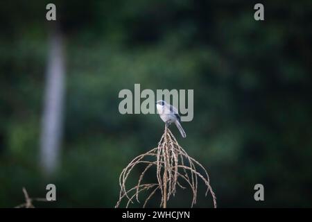 Grey Bush Chat, Saxicola ferreus, männlich, Uttarakhand, Indien Stockfoto