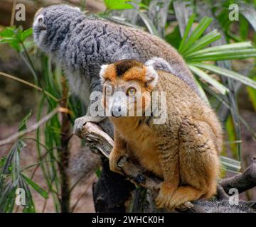 Gekrönte Lemur (Eulemur coronatus), Affen, adulte, Gefangene, vorkommendes Madagaskar Stockfoto